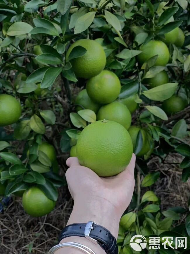 福橙 海南绿橙  应季新鲜水果  现摘现发顺丰包邮5/10斤