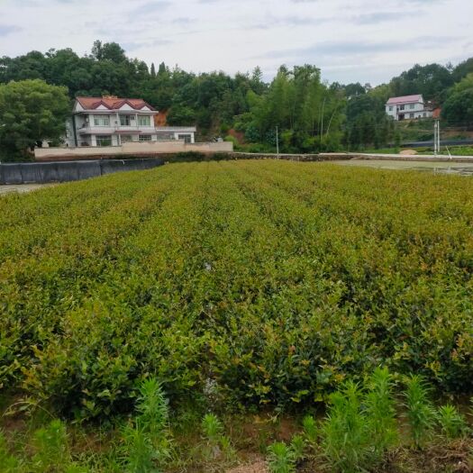 攸县优良油茶苗，大果，白花