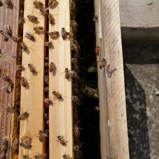 盘州市中蜂 ，三脾，带蜂王，带蜂箱