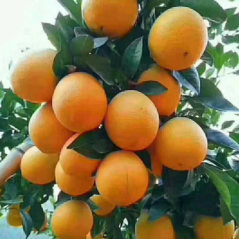  正宗赣南脐橙原产地直销、不催熟、不打蜡、不泡药、天然、