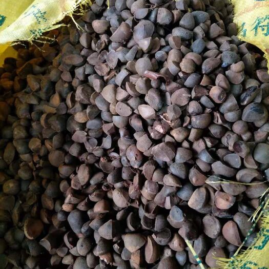 阳朔县 油茶种子 软枝油茶种子