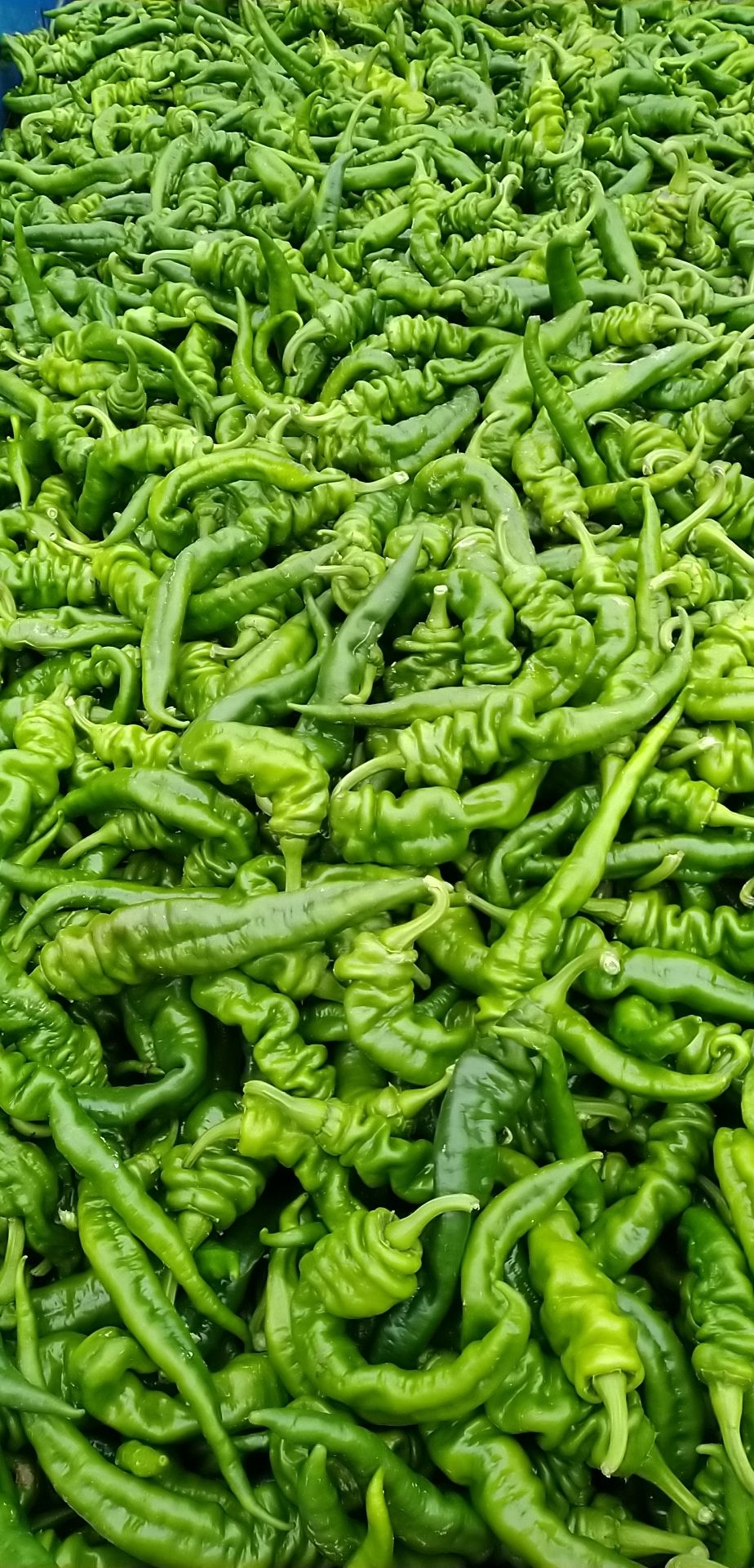 树椒15~20cm 中辣 靑色