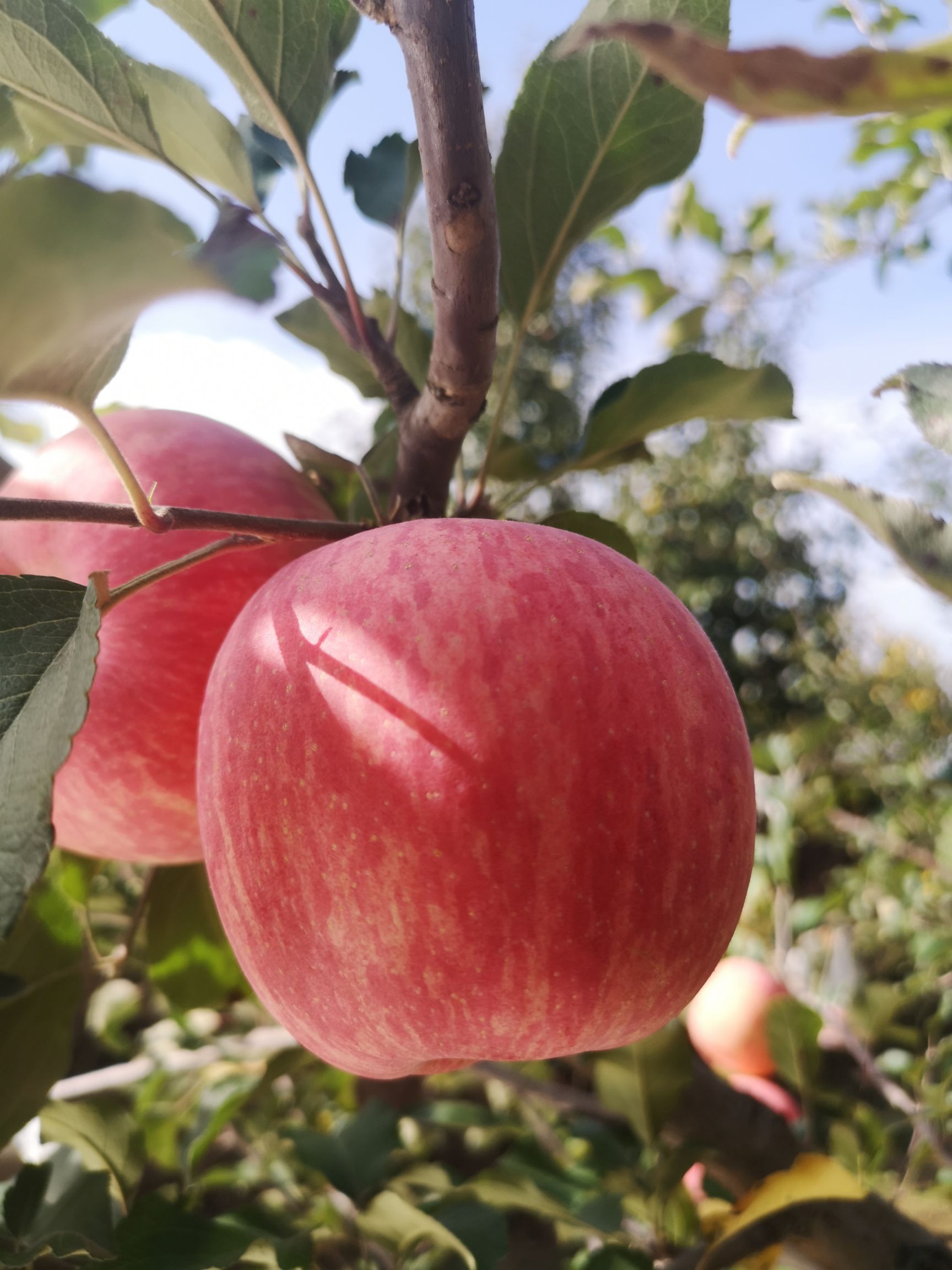 甘肃庆阳红富士苹果