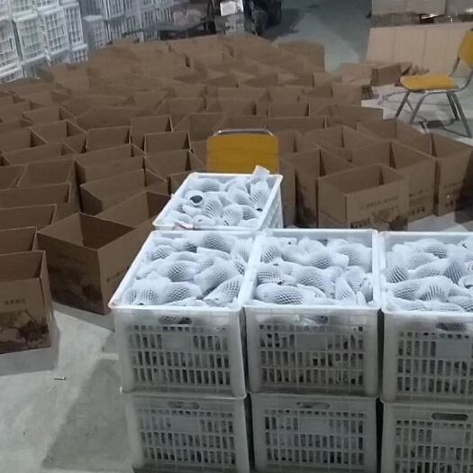 周至县海沃德猕猴桃 自家果园的猕胡桃，天然