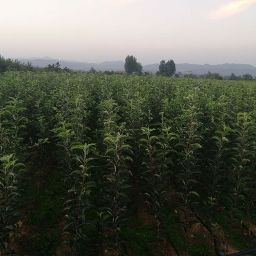  自根砧维纳斯黄金苹果苗