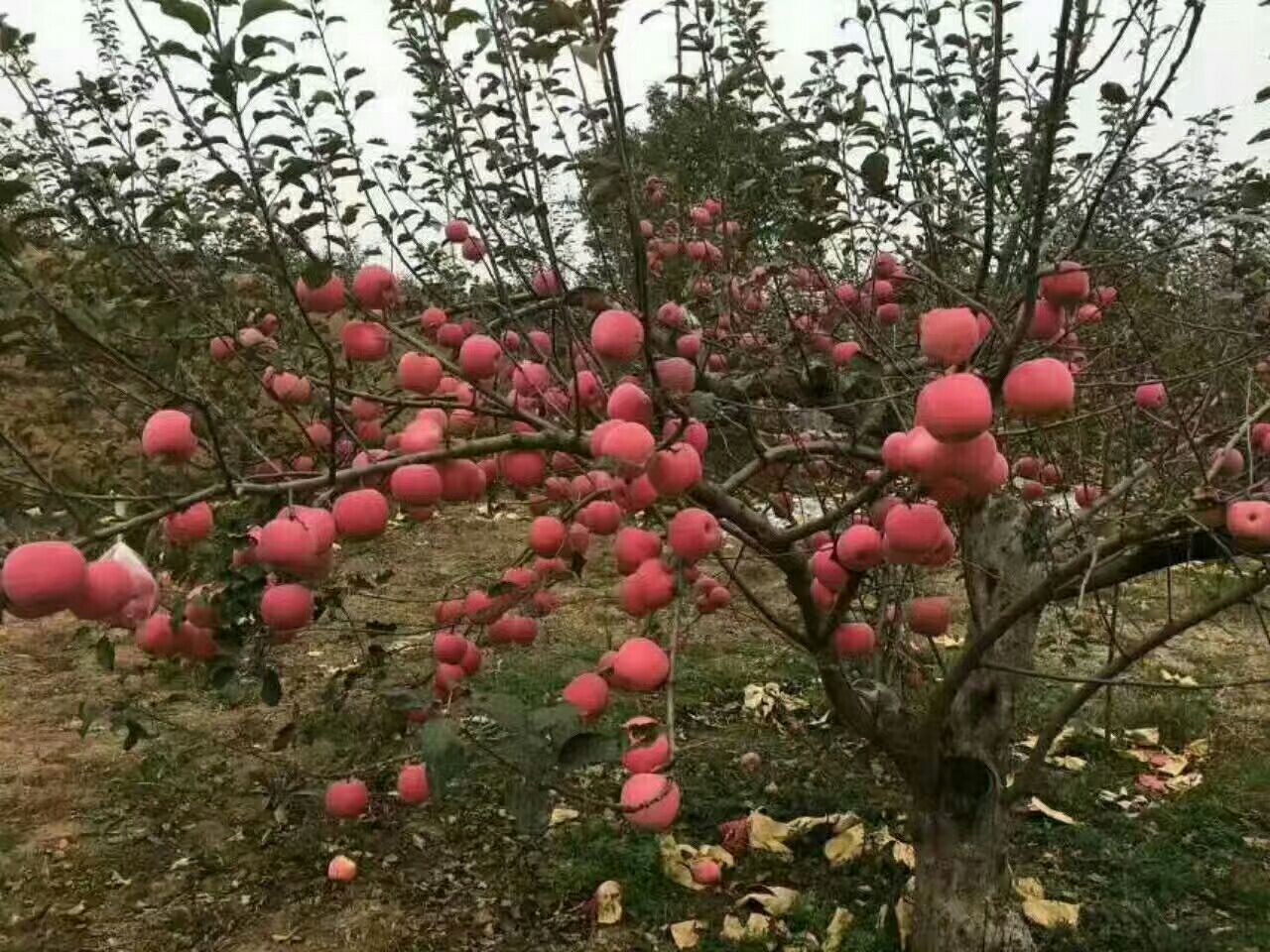  正宗洛川苹果 皮薄肉厚全国包邮