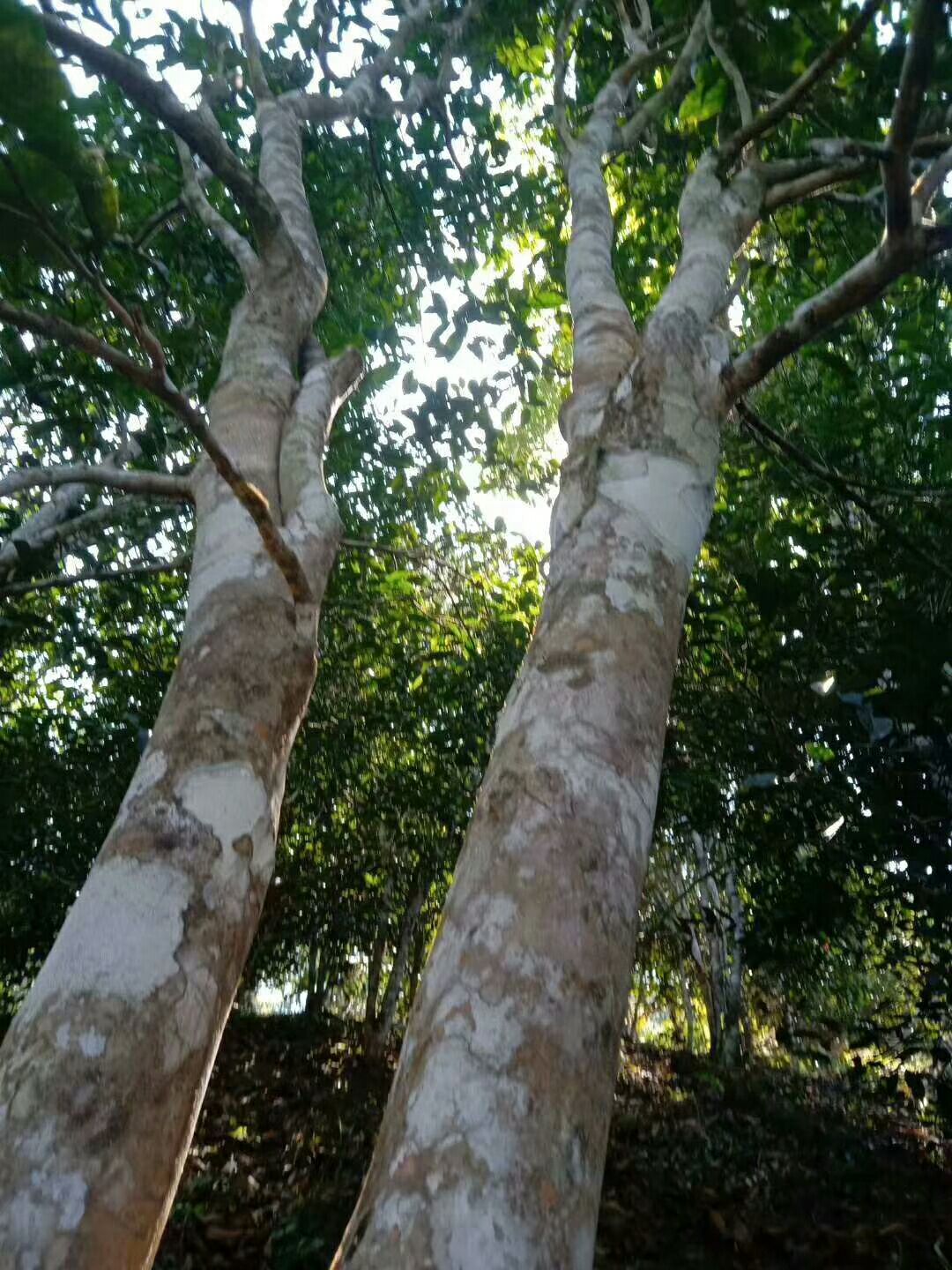  普洱茶主产区之一易武大树茶、乔木茶叶，秋茶