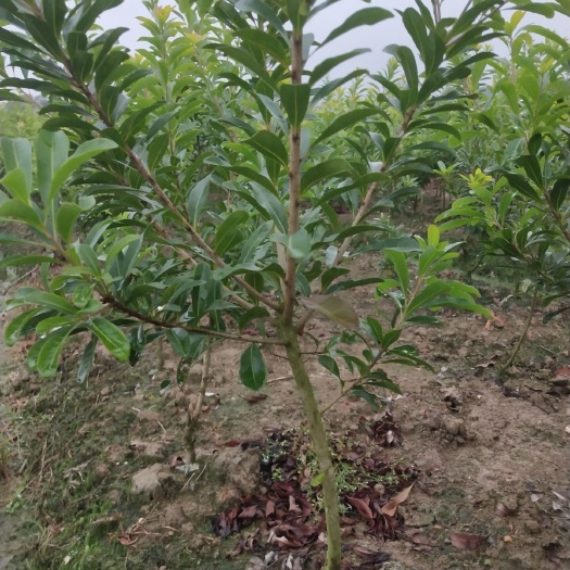 靖州县荸荠杨梅种苗