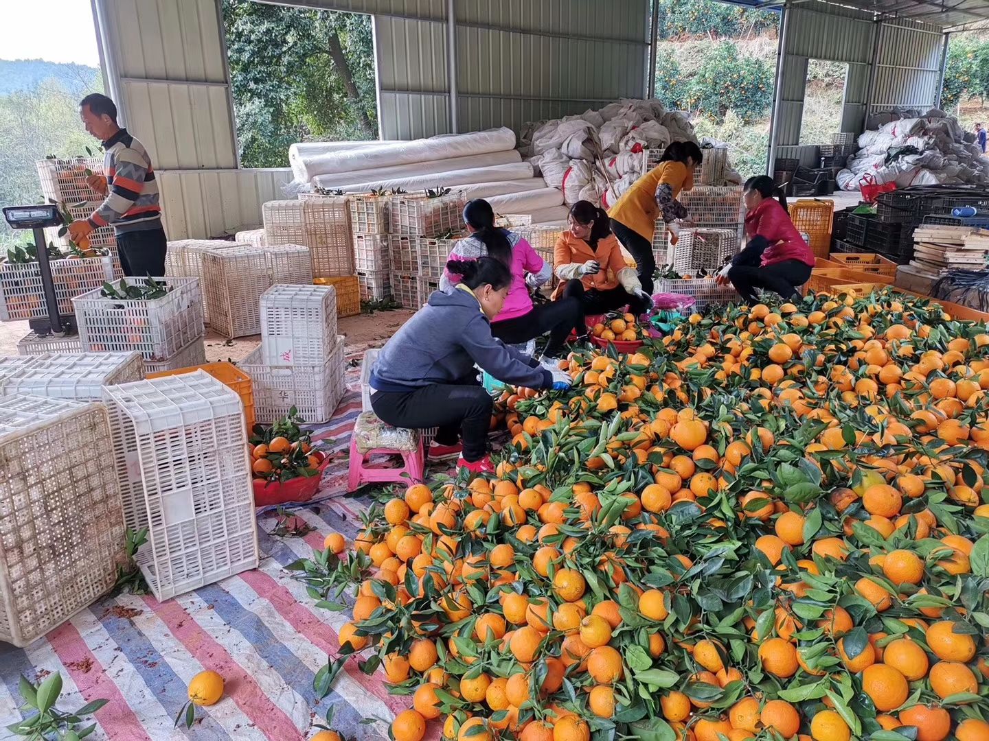 正宗赣南脐橙原产地直销、不催熟、不打蜡、不泡药、天然、