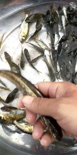 鲶鱼苗 支持送货上门，货到付款量大从优，四川，云南，贵州，湖