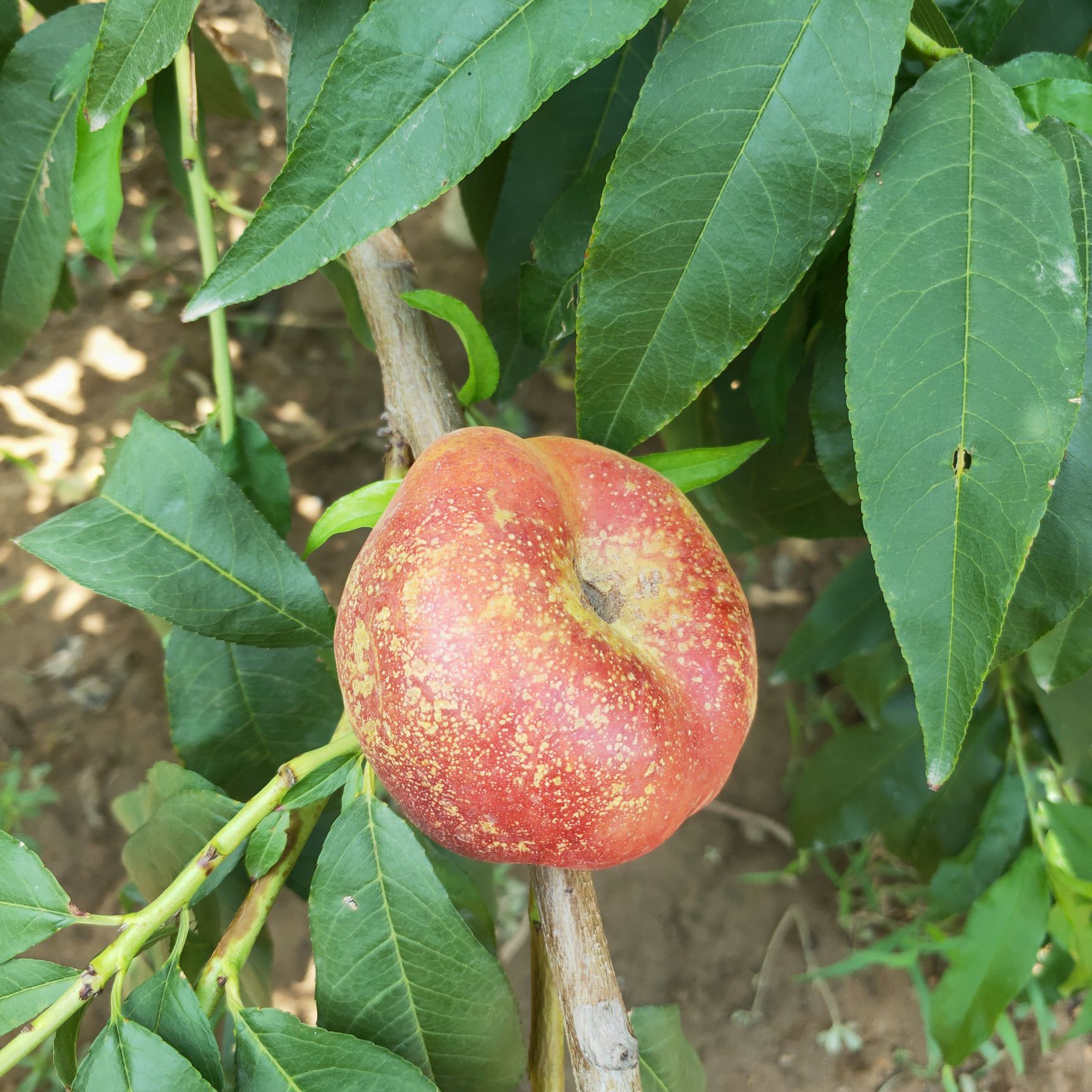 风味皇后蟠桃苗 出售风味皇后油蟠桃苗，蟠桃苗，油蟠桃苗