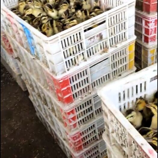 上林县麻鸭苗 常年供应鸡鸭鹅苗.需要老板联系