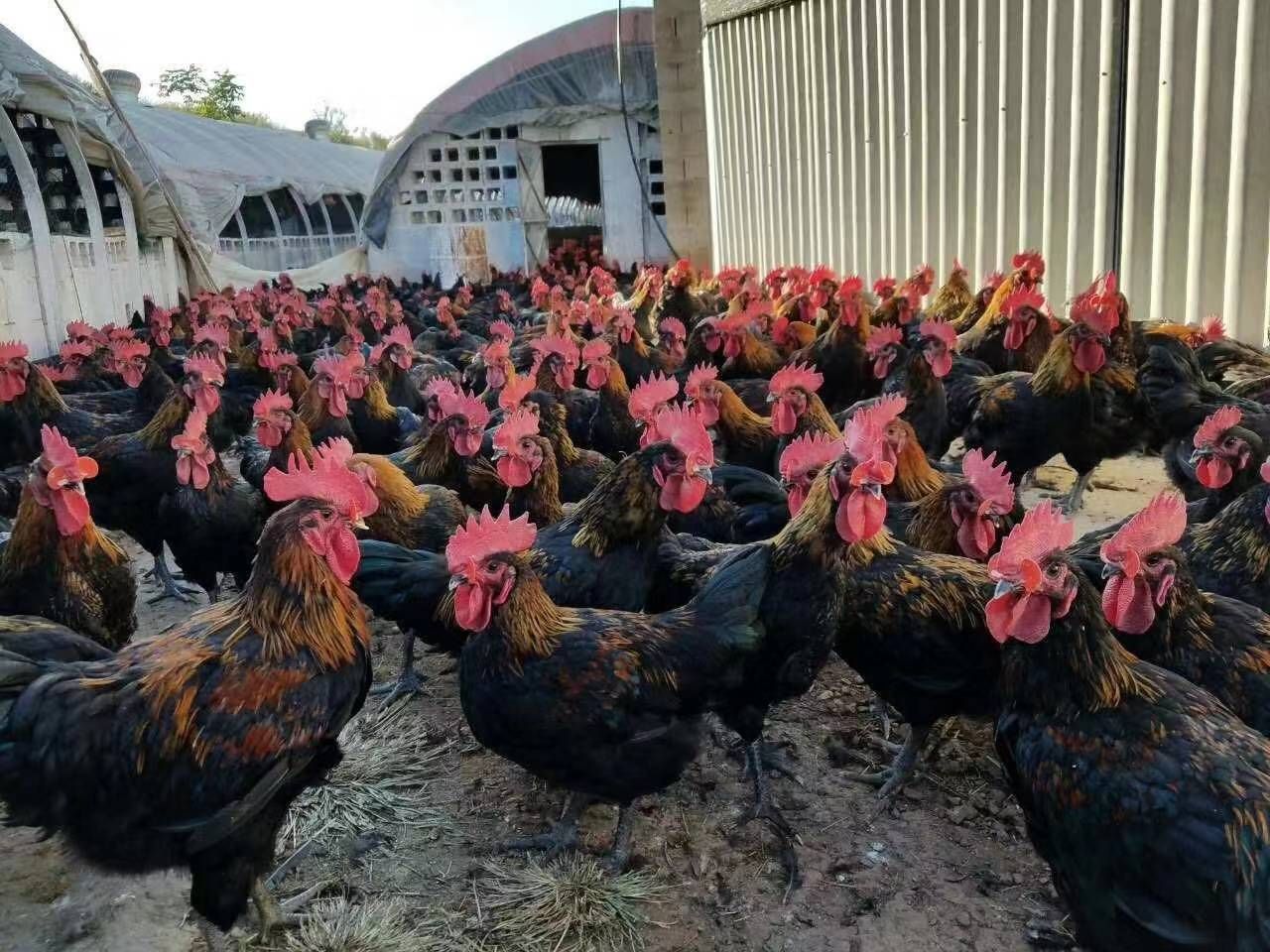 土鸡苗 常年供应鸡鸭鹅苗孵化场直供价格优惠各大养殖户的价格详谈！