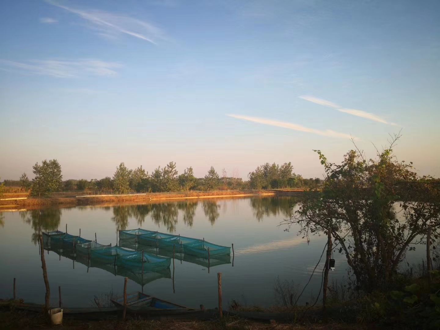  中华金毛蟹 **大闸蟹