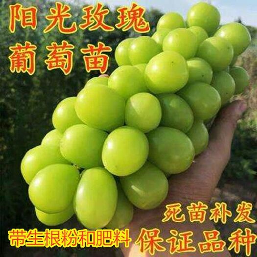 平邑县 基地直销 包成活嫁接葡萄苗 当年挂果包品种 适宜南北方种植