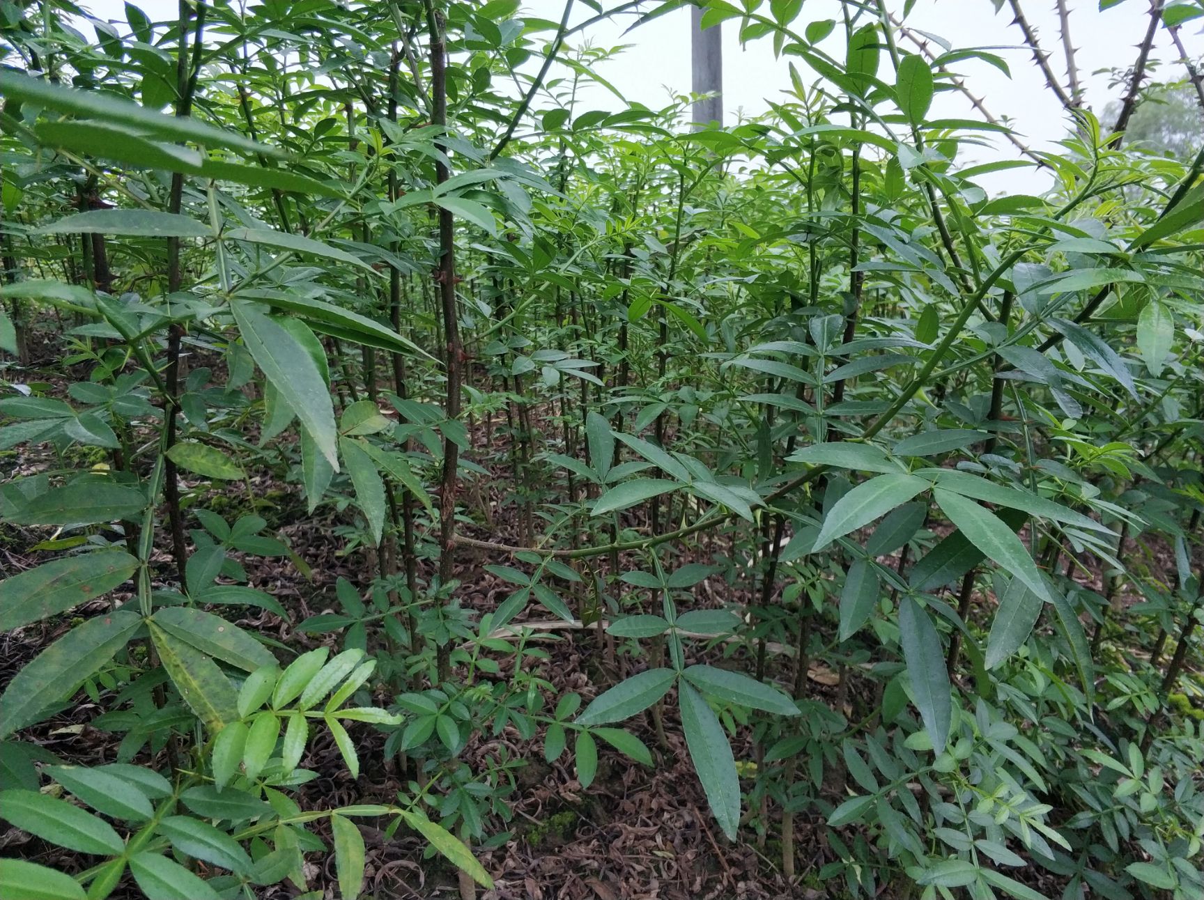 九叶青花椒苗 大量供应  苗壮  根须好  品种正  价格优惠