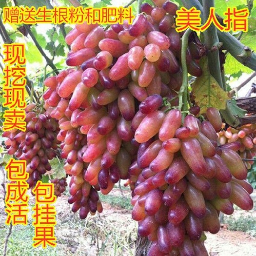 平邑县美人指葡萄苗 自家基地直销 包成活 包嫁接 包品种 带泥浆发货 当年结果