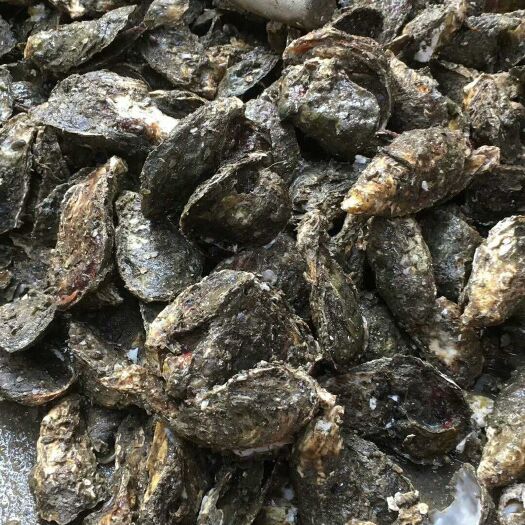 饶平县 牡蛎