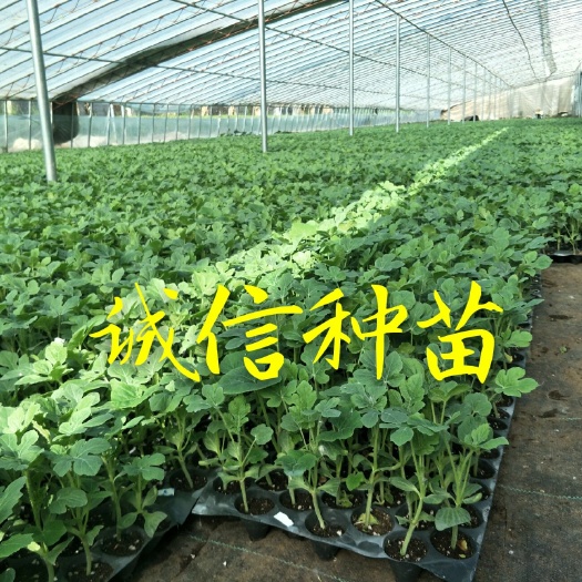 徐州西农八号西瓜苗 徐州雨昊农业有限公司