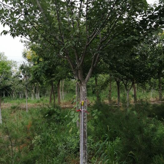 樱花  晚樱，高杆，基地大量现货，质量好，有要的老板联系我。