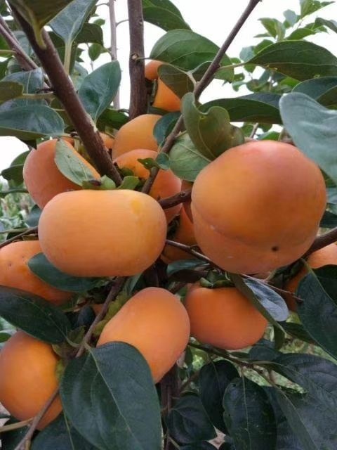 柿子苗 阳丰甜脆柿树苗 火晶柿 富平尖柿 牛心柿 大秋 早秋