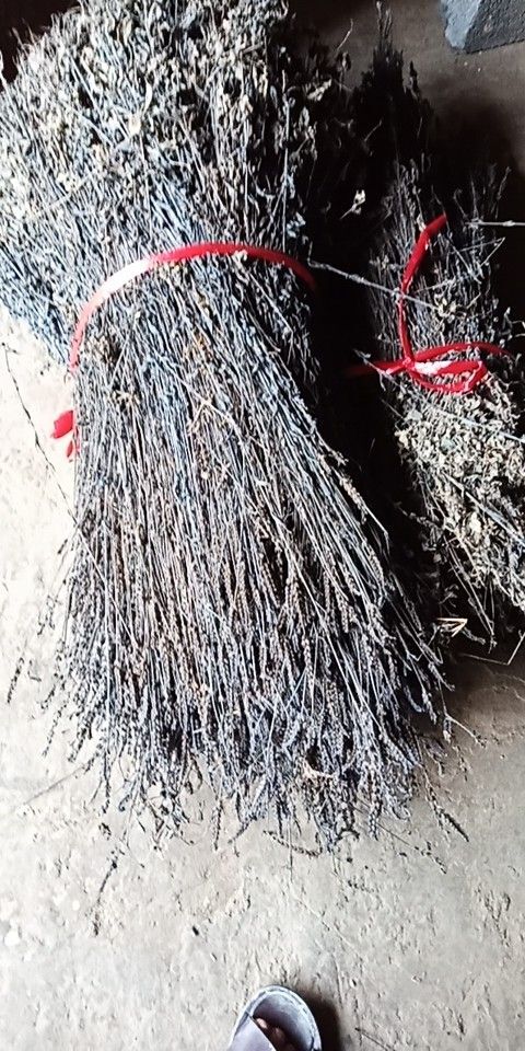 龙胜县葎草