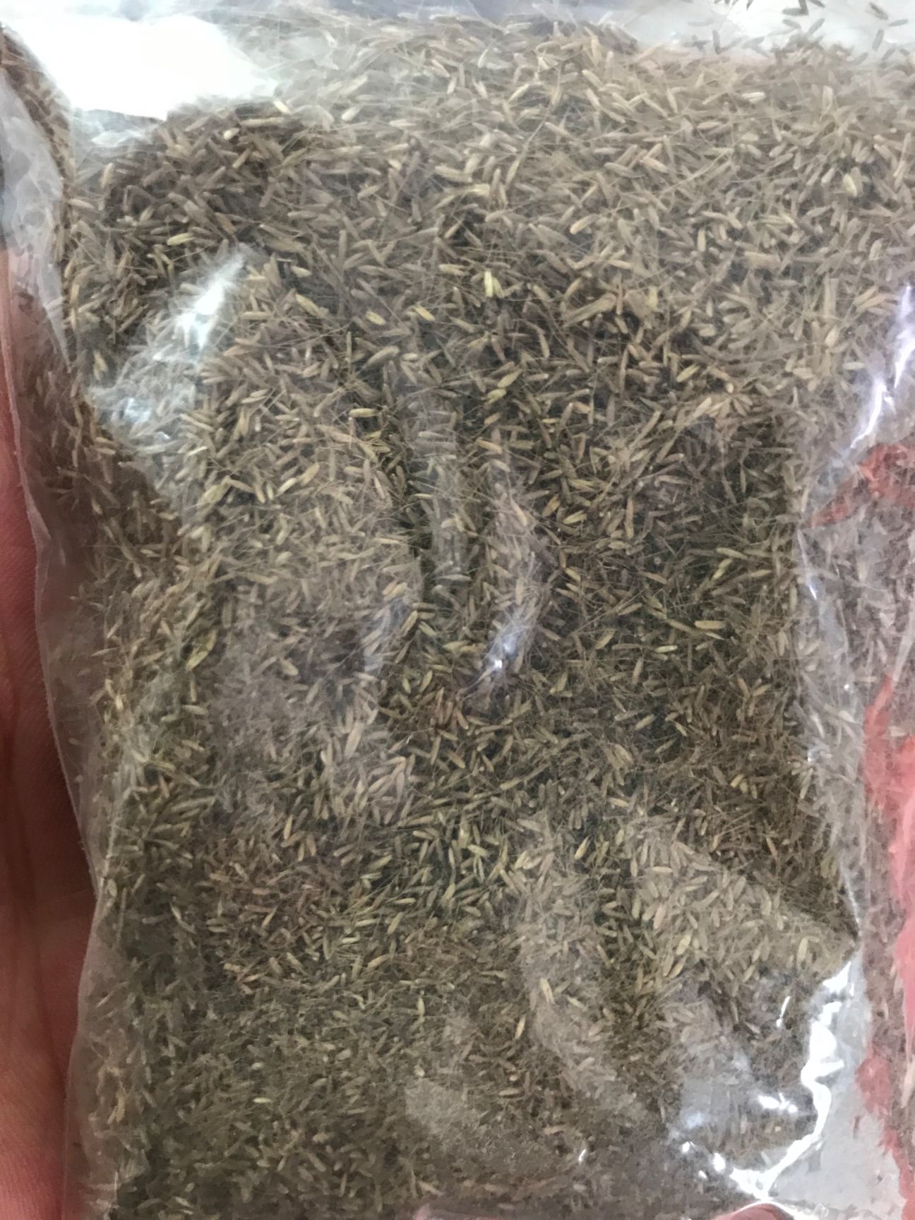 护坡草种子 糖蜜草