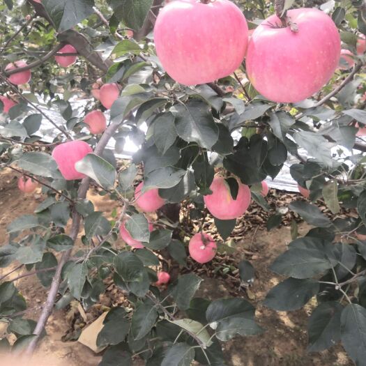 绥中县寒富苹果  一刀寒富