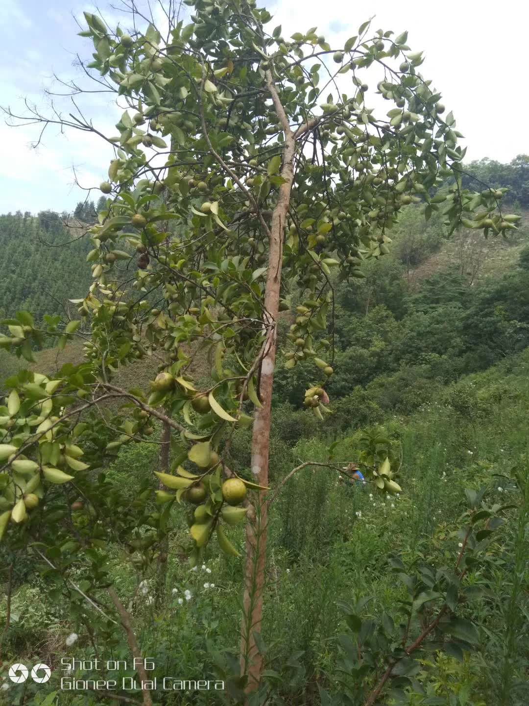 小籽出油率高，天然的茶籽老品种。