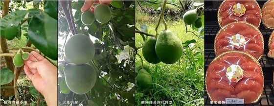 南宁泰国青柚苗 红宝石青柚苗
