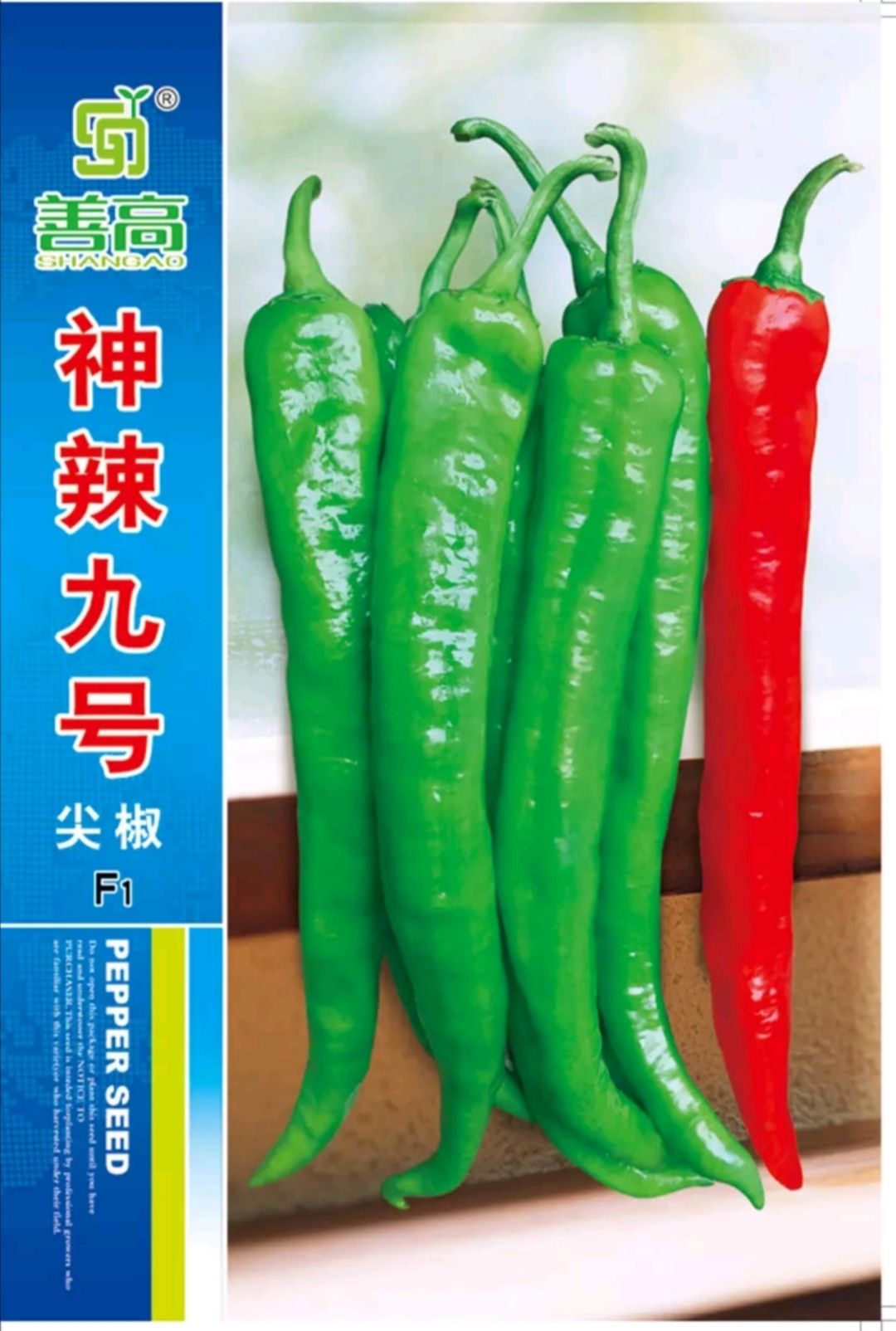 善椒九号杂交辣椒种子高抗病丰产牛角尖椒大棚露地均可种植