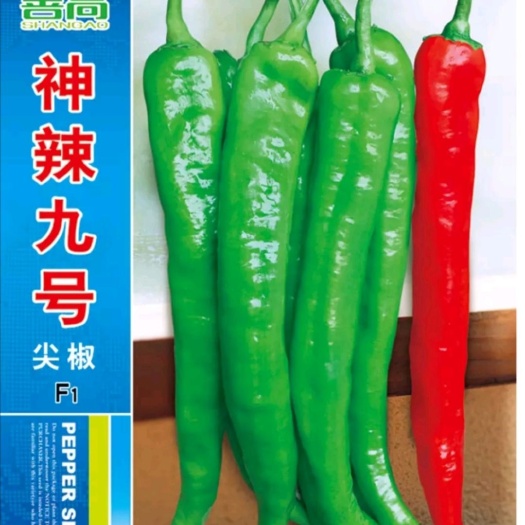 樟树市善椒九号杂交辣椒种子高抗病丰产牛角尖椒大棚露地均可种植