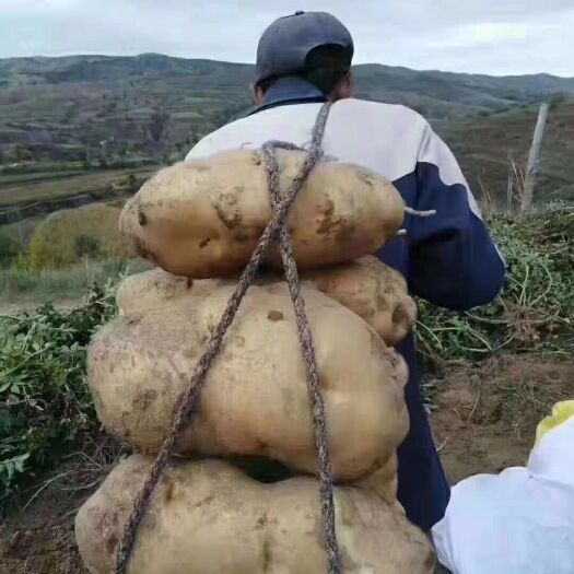 临潭县甘南土豆 甘薯，高海拔地区独有！