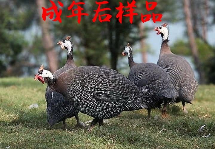 南宁 珍珠鸡苗