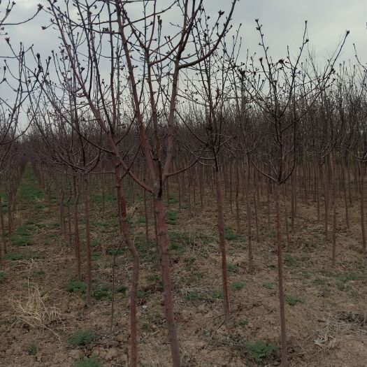 绛县红富士苹果苗  苹果树  定植苹果树  万亩果园 营养杯苹果树