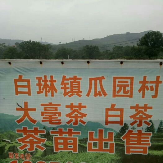 福鼎市白茶树苗 福鼎白茶苗，大毫茶、小白茶