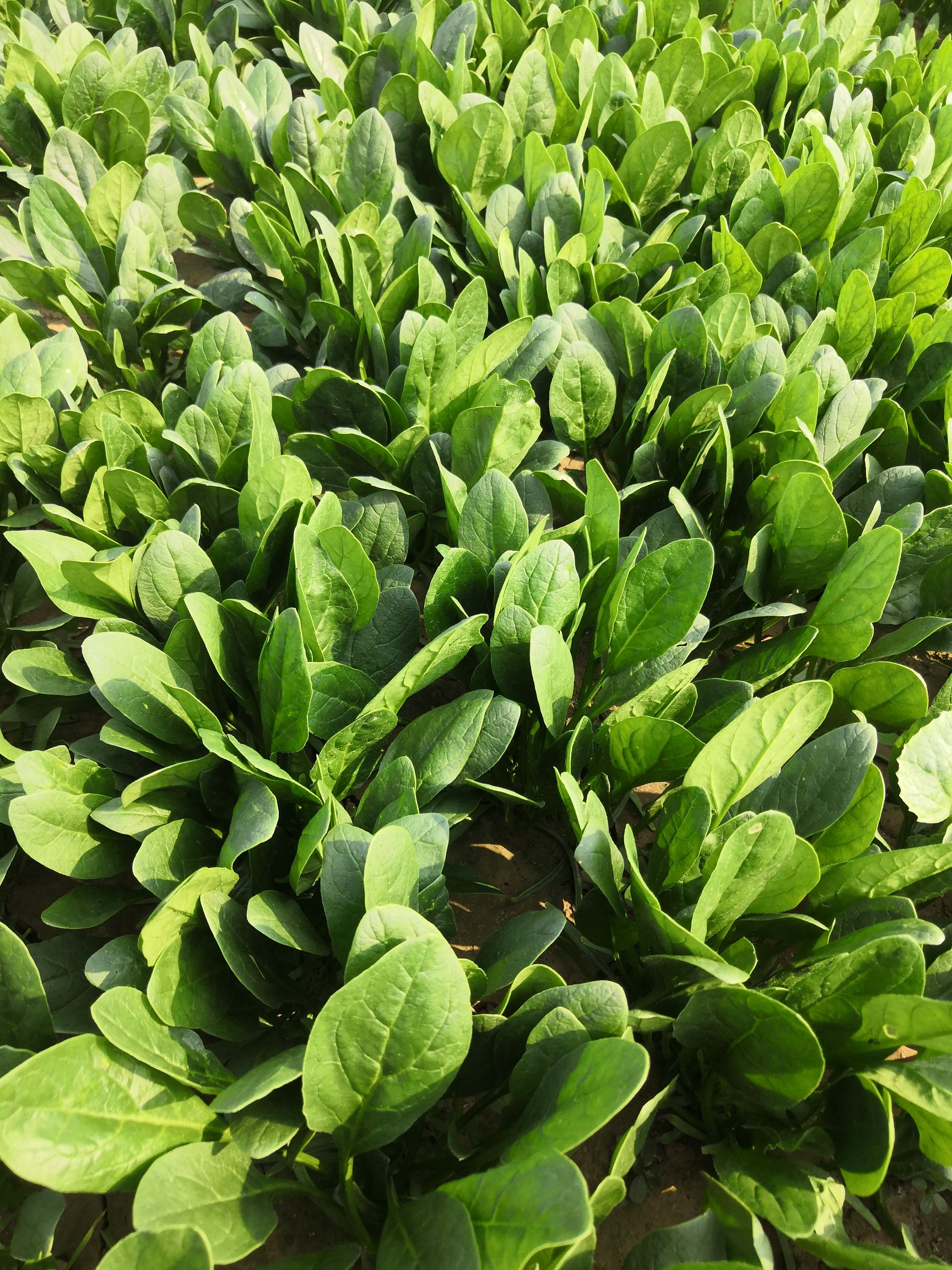 惠民菠菜大量上市，全国代发