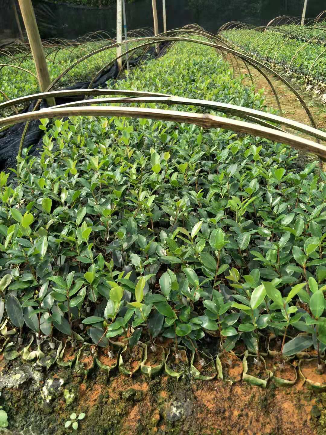 芩软3号油茶 油茶苗 嫁接油茶苗 芩软3号