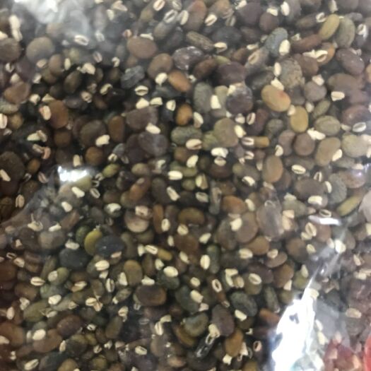 深圳山毛豆种子 山毛豆