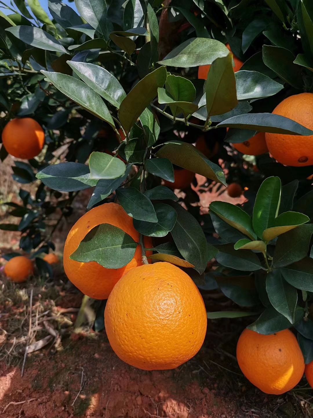  正宗赣南脐橙原产地直销、不催熟、不打蜡、不泡药、天然、
