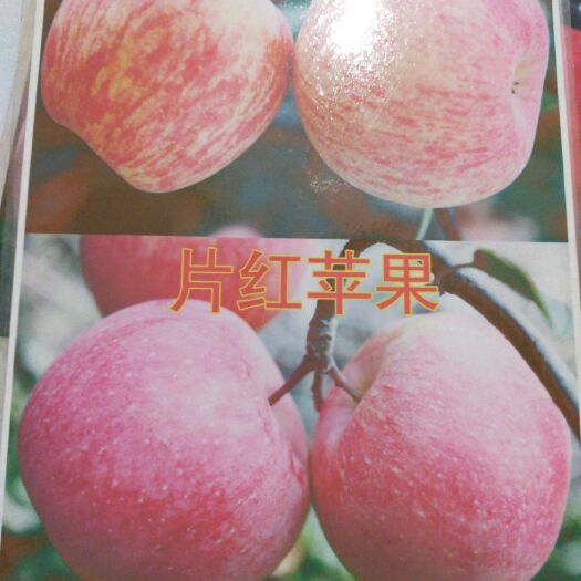 平邑县 烟台红富士苹果苗