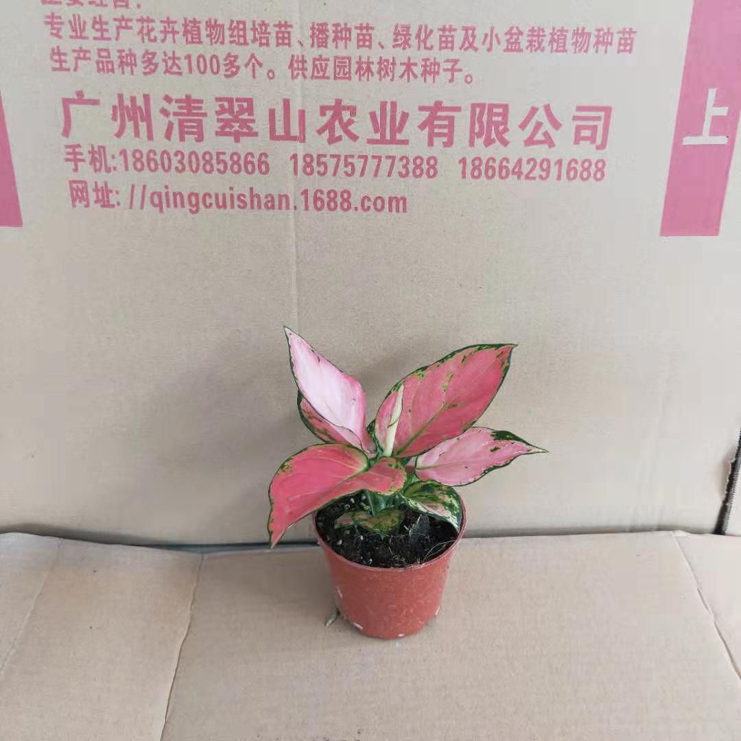 如意万年青 【基地直销】100吉利红盆栽花卉常绿观叶植物