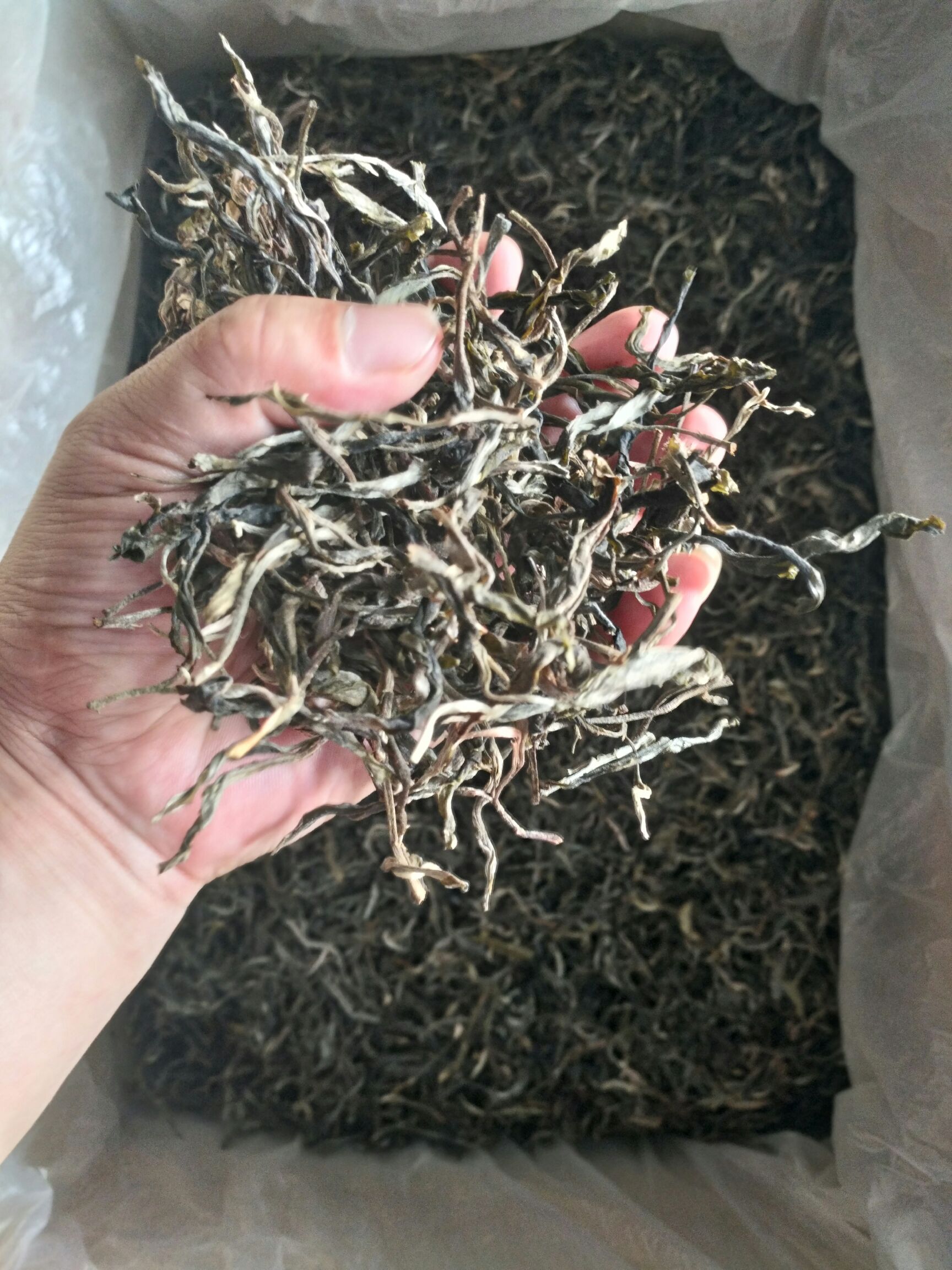  普洱茶主产区之一易武大树茶、乔木茶叶，秋茶