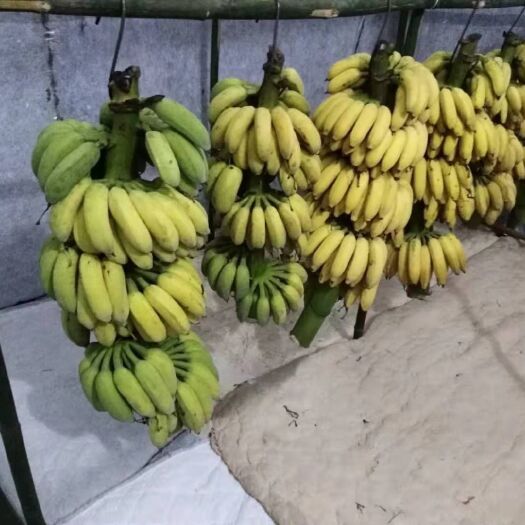 长宁县小米蕉 八成熟