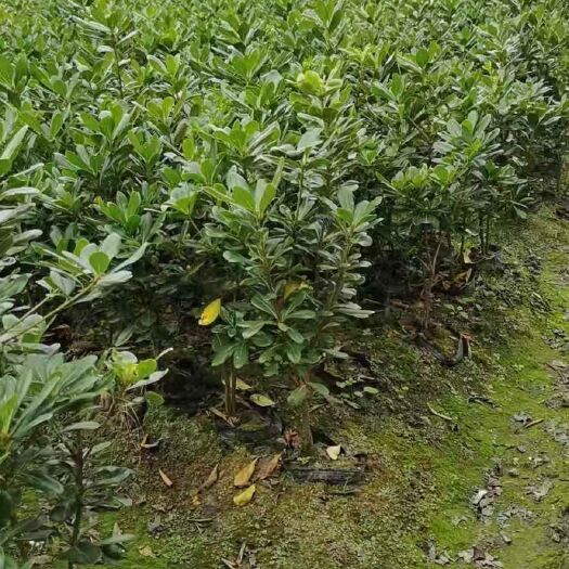 成都 海桐杯苗 30－40高度 30－40冠幅