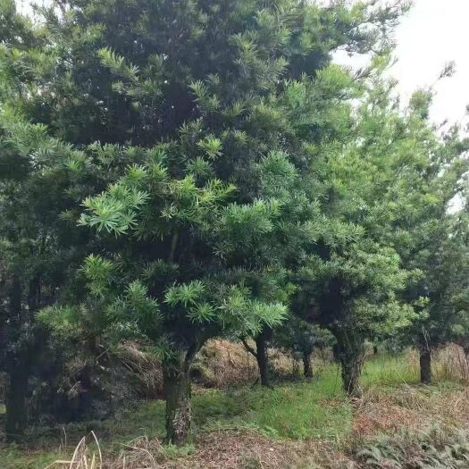 开平市 本地罗汉松
