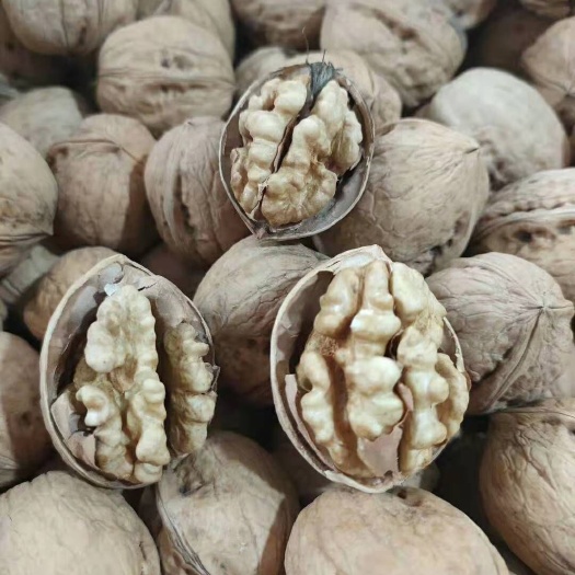 成都 新疆185纸皮核桃大量现货