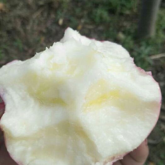 清水县 红富士苹果火热预定中
