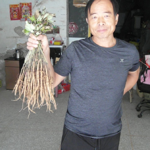 亳州白芍种苗 【推荐】白芍芽头 白芍子 改良种苗 成活率高基地直销包回