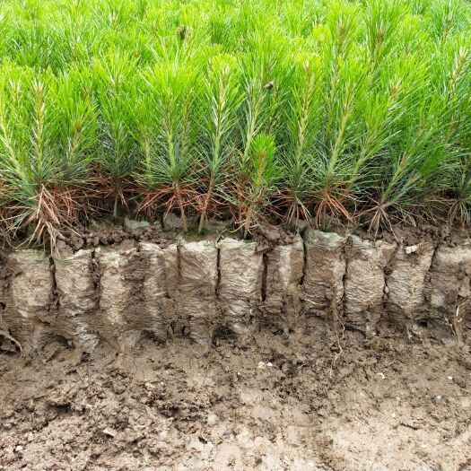 油松 陕西油松苗 油松树苗 各种规格 15－600厘米以上